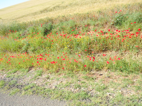 The flowers of Andalucia.